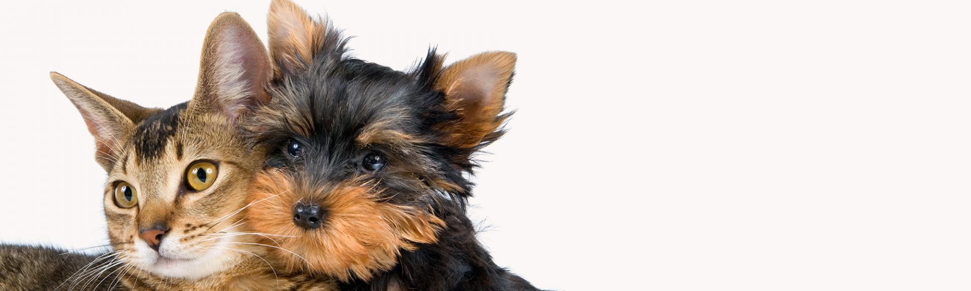 Pet transport background