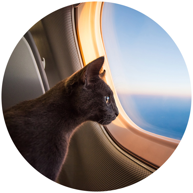 Happy cat in transport